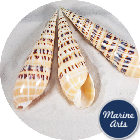 8705 - Polished Marlin Spike